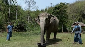 Un éléphant se nourrissant d'une préparation alimentaire contenant des grains de café, le 10 avril 2015 à Chiang Saen, en plien Triangle d'or, dans le nord de la Thaïlande