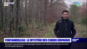 Fontainebleau: le mystère des chiens disparus