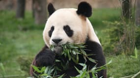 Un panda au parc zoologique de Beauval