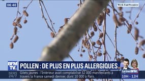 Pollen : de plus en plus allergiques