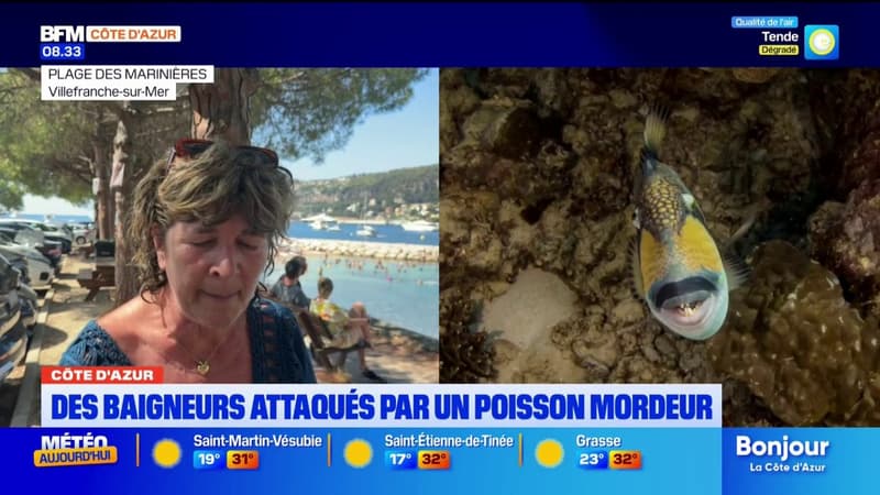 Alpes-Maritimes: les baigneurs confrontés au baliste, surnommé le "poisson mordeur"