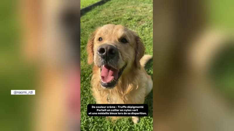 Yvelines: élan de mobilisation à Tacoignières pour retrouver Tengo, un chien disparu depuis décembre