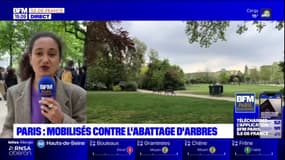 Paris: des associations mobilisées contre l'abattage d'arbres