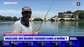 Consommation des silures du Rhône dans le Vaucluse, un scandale sanitaire?