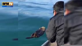 Ils réveillent une loutre dormant à la surface de l’eau