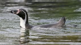 Un manchot de Humboldt au zoo de Vincennes le 3 juillet 2015