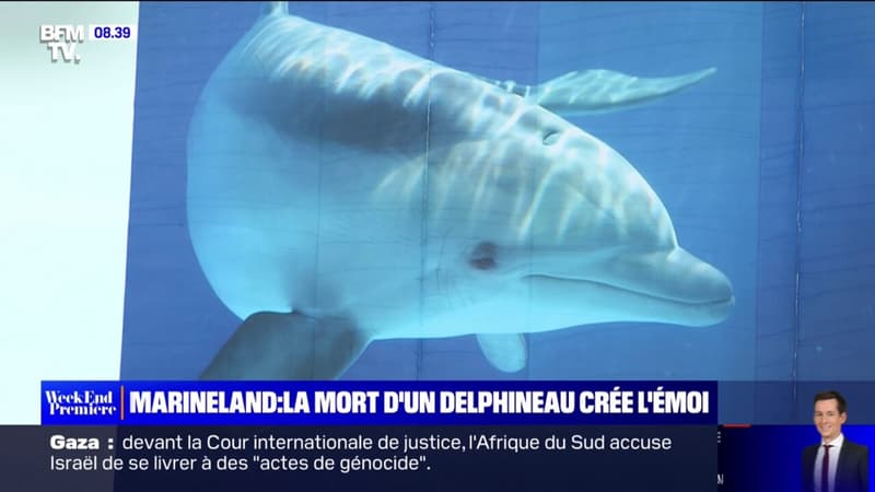 Marineland: la mort d'un bébé dauphin de 48 heures crée l'émoi