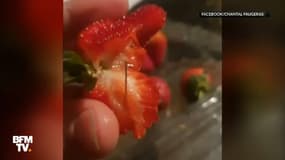 En Australie, des aiguilles à coudre découvertes cachées dans des fraises