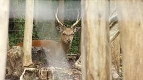 Un centre de sauvegarde de la faune demande un moratoire sur la chasse.