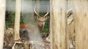 Un centre de sauvegarde de la faune demande un moratoire sur la chasse. 