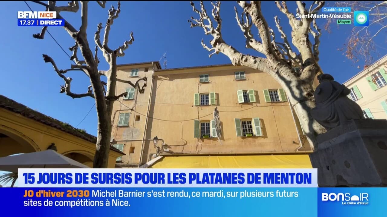 Quinze jours de sursis pour les platanes de Menton