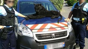 La panthère (en peluche) capturée par les gendarmes. 