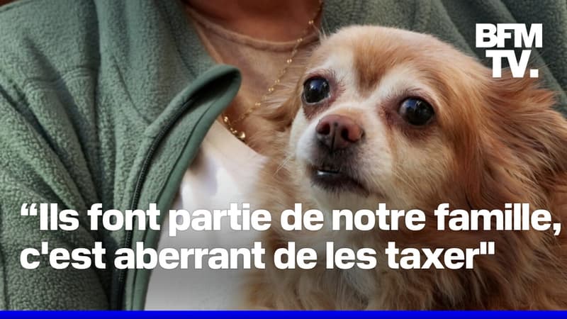 La France pourrait-elle taxer les propriétaires de chiens?