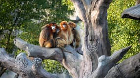Singes dorés Zoo de Beauval