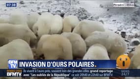Invasion d'ours polaires