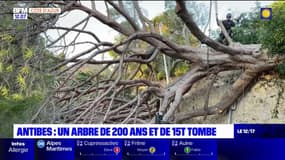 Antibes: un arbre de plus de 200 ans est tombé lundi soir