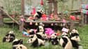 18 bébés pandas d'une réserve naturelle chinoise fêtent leur tout premier anniversaire