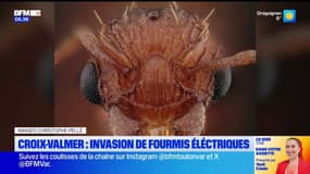 Croix-Valmer: la commune fait face à l'invasion de fourmis électriques