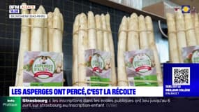 Alsace: les asperges ont percé, la récolte commence