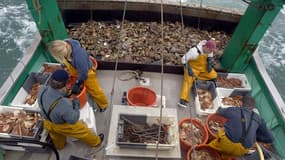 Les pêcheurs français ne peuvent prélever des coquilles Saint-Jacques qu'entre le 1er octobre et le 15 mai