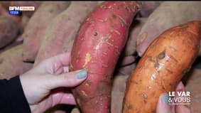 Le Var & Vous, du champ à l’assiette : la patate douce