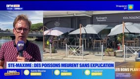 Sainte-Maxime: des poissons meurent sans explication au niveau du Préconil
