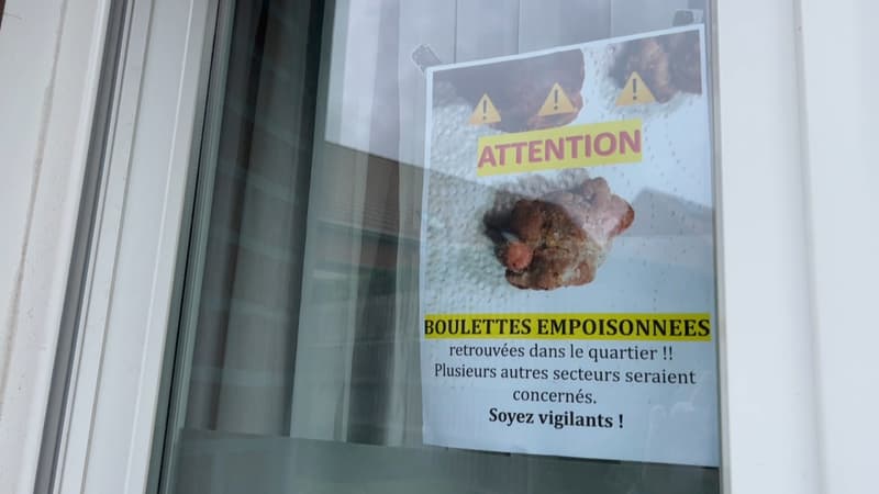 Marquette-lez-Lille: des chiens pris pour cible avec de la viande empoisonnée
