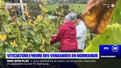 Terre et Mer du jeudi 5 octobre - Viticulture : l'heure des vendanges en Normandie 