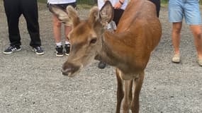 Le cerf est devenu proche des habitants de Méolans-Revel