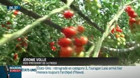 Contrats saisonniers: la FNSEA alerte sur le projet de suppression de l'exonération des charges sociales