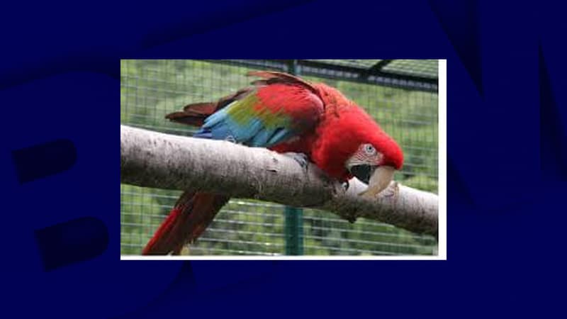 La femelle ara chloroptère retrouvée sur l'île de Noirmoutier (Vendée)