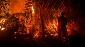 Un feu de forêt à Pekanbaru, en Indonésie, le 19 septembre 2019.