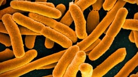 Batctérie E. coli