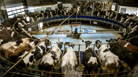 En 2015, la SCEA avait informé la préfecture qu'elle souhaitait "regrouper sur son site d'autres élevages pour atteindre un total de 880 vaches" puis, sans retour des autorités, avait fait grimper son cheptel à 796 bovins