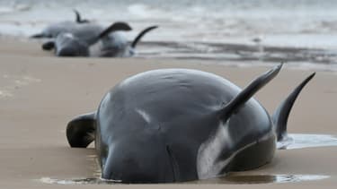 Des centaines de cétacés sont morts, échoués sur une plage de Tasmanie, en Australie. Photo de Brodie Weeding, de The Advocate, prise le 22 septembre 2020 à Macquarie Harbour (Photo d'illustration)