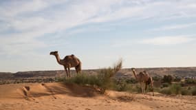 Des dromadaires dans le désert près de Oualata, en Mauritanie, le 21 novembre 2018 (photo d'illustration)