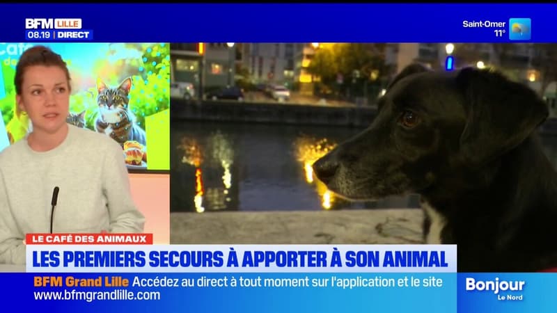Premiers secours pour animaux : les gestes essentiels à connaître pour sauver son compagnon