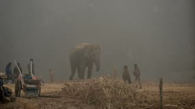 Des paysans indiens passe à côté d'un éléphant à New Delhi en janvier 2017 (image d'illustration)