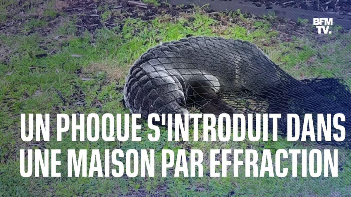 placeholder video