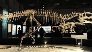 Un dinosaure Cryolophosaurus au musée national de Tokyo en 2009.