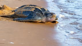 Une tortue Luth en train de pondre ses oeufs sous la surveillance de membres de l'association Kwata sur une plage de Remire-Montjoly, en Guyane française, le 4 juillet 2019. (Photo d'illustration)