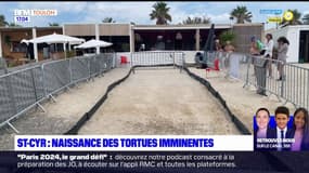 Saint-Cyr: la naissance de tortues imminente, des bénévoles surveillent jour et nuit