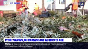 Lyon: sapins de Noël, du ramassage au recyclage