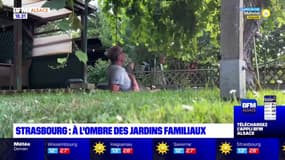 Strasbourg: le succès des jardins familiaux