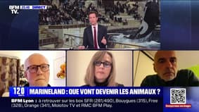 Fin de Marineland : où iront les animaux ? - 04/01