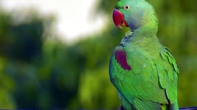 Un perroquet vert - photo d'illustration.