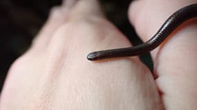 Le serpent fil de la Barbade, si petit qu'on pourrait le confondre avec un ver de terre, a été aperçu sur l'Île de la Barbade. 