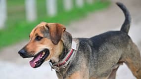 Plusieurs chiens ont fait l'objet d'empoisonnement autour de Bordeaux (photo d'illustration).
