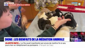 Digne-les-Bains: les bienfaits de la médiation animale auprès des collégiens