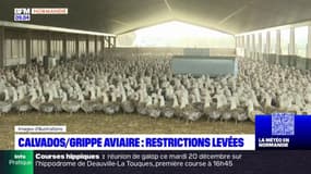 Calvados: levée des mesures contre la grippe aviaire